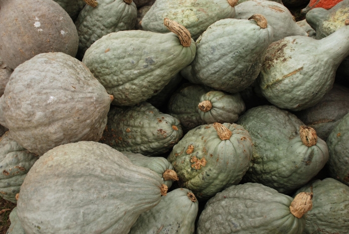 Тыква блю хаббард