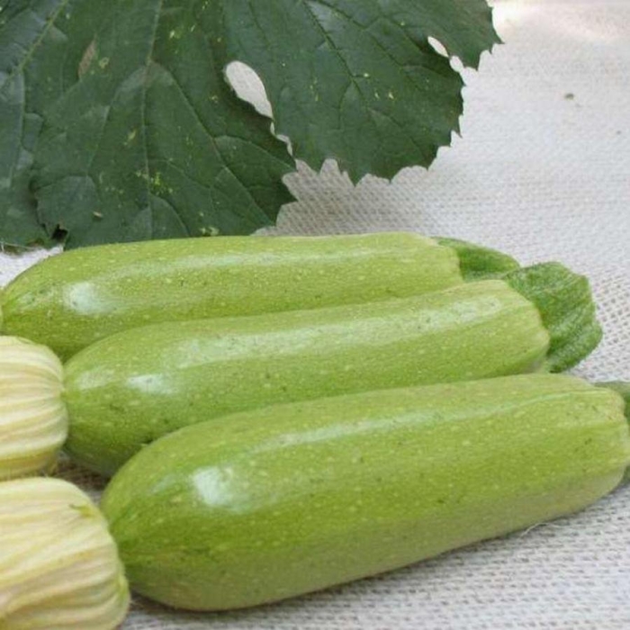 Кабачок кавили f