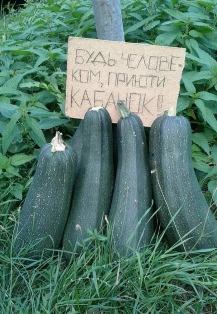 Кабачок смешной