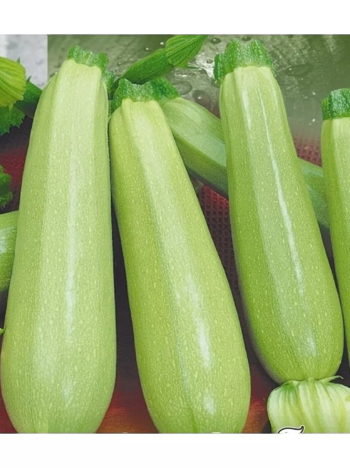 Кабачок грибовский белоплодный аэлита