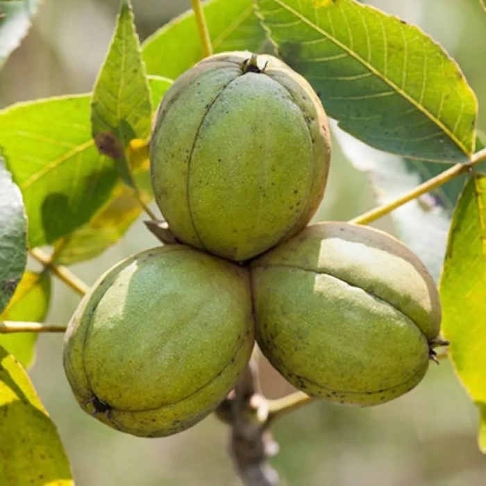 Кария яйцевидная