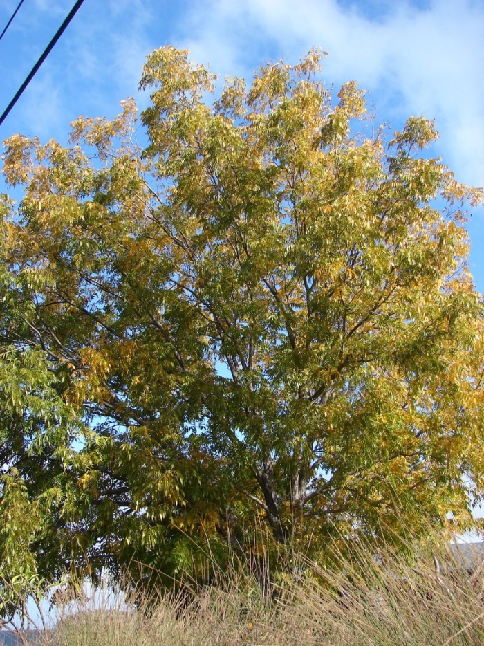 Пекан орех дерево