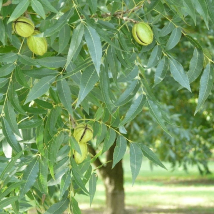 Пекан обыкновенный дерево