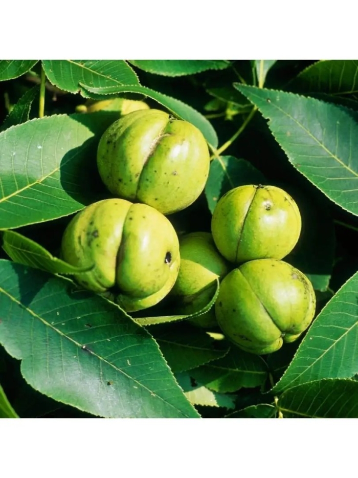 Гикори дерево