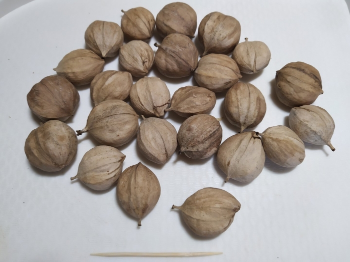 Кария овальная