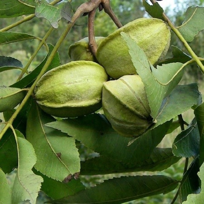 Орех маньчжурский пекан