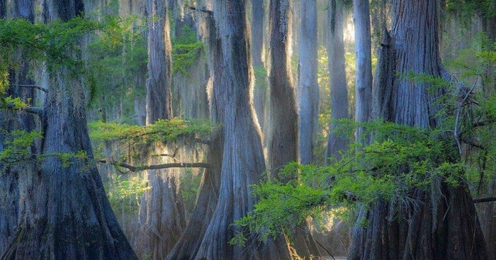 Озеро каддо луизиана