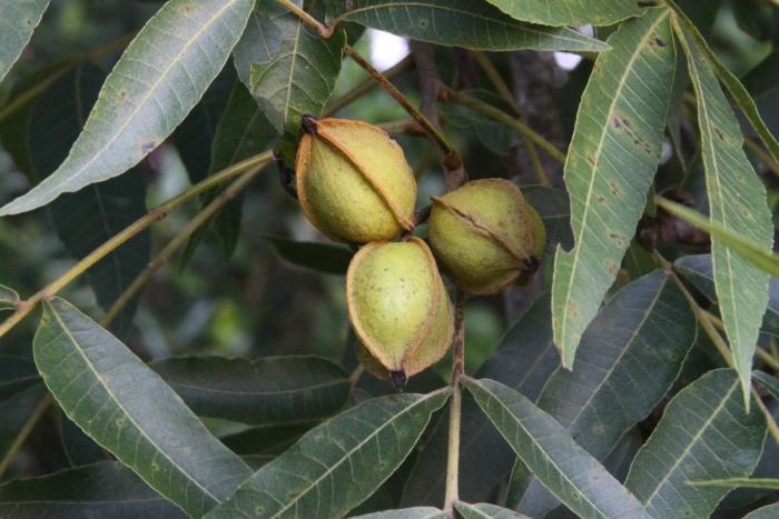 Пекан орех дерево