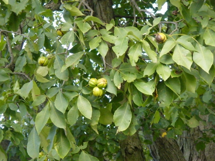 Орех грецкий juglans regia