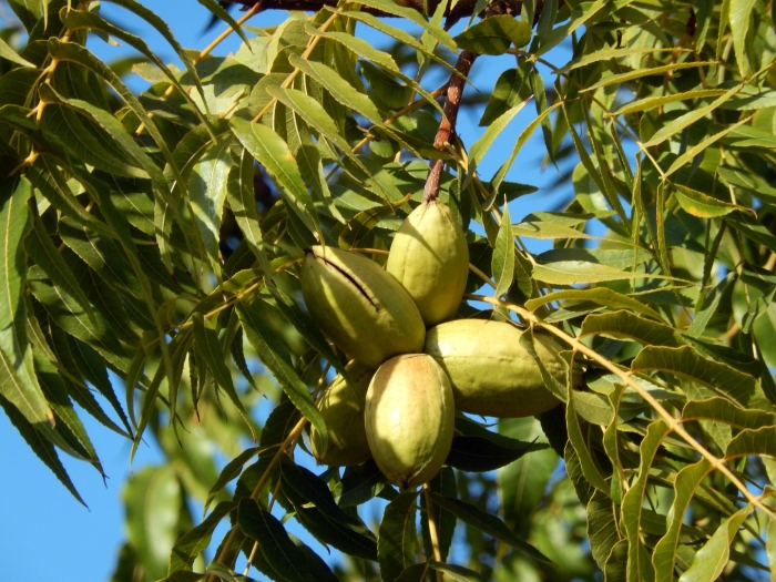 Carya illinoinensis tree