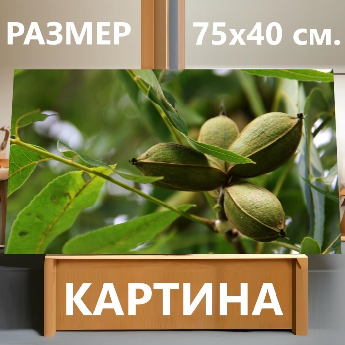 Орех пекан дерево