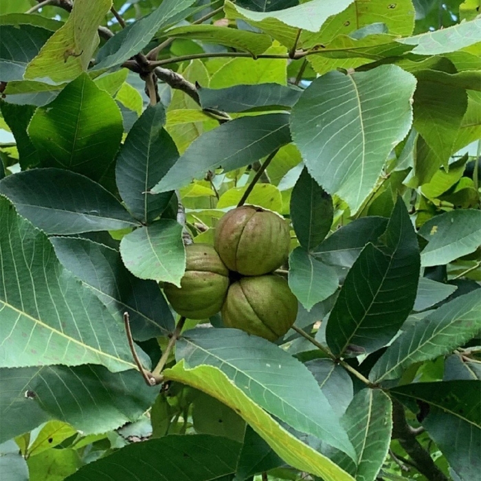 Орех маньчжурский juglans mandshurica