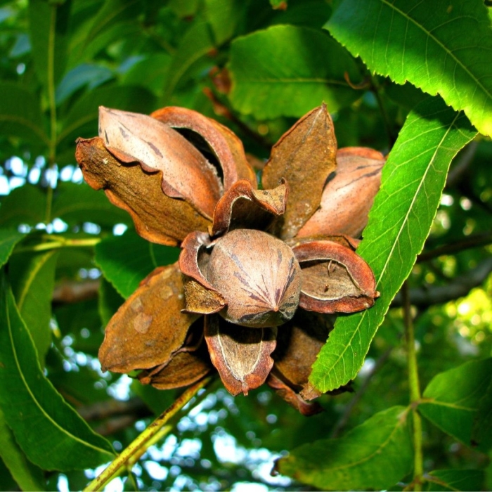 Мексиканский орех пекан