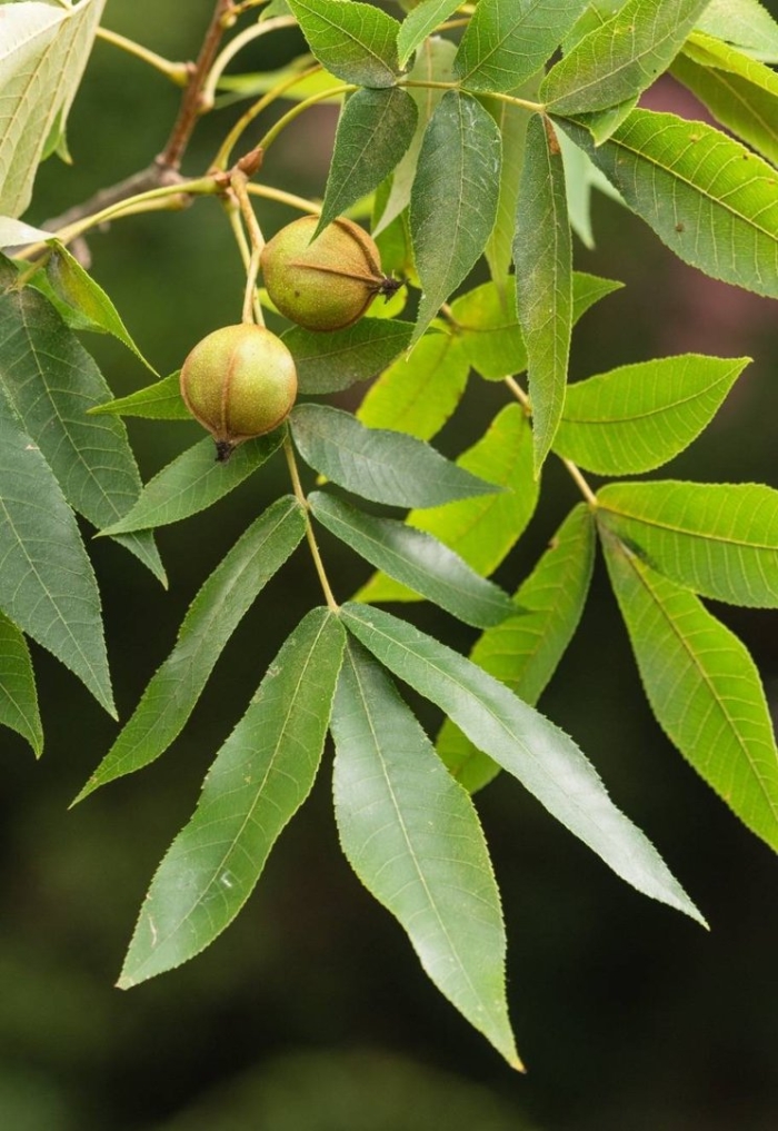 Орех пекан (кария иллинойская)