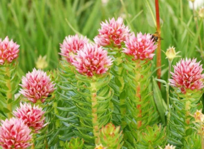 Красная щетка родиола четырехчленная