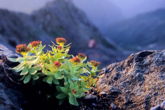 Родиола розовая золотой корень