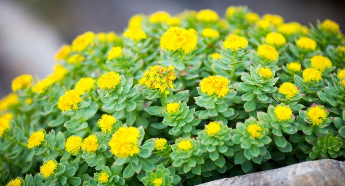 Родиола розовая rhodiola rosea