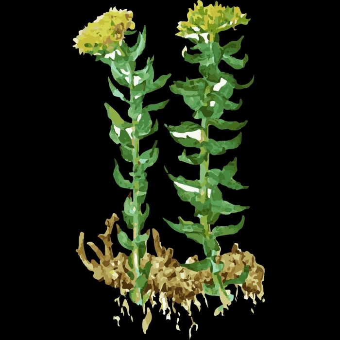 Растение золотой корень