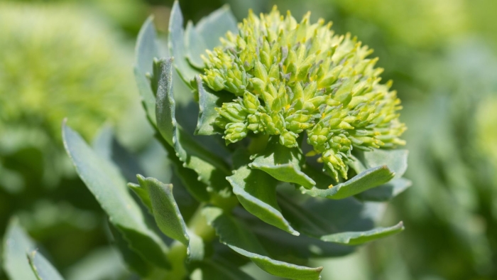 Родиола розовая rhodiola rosea