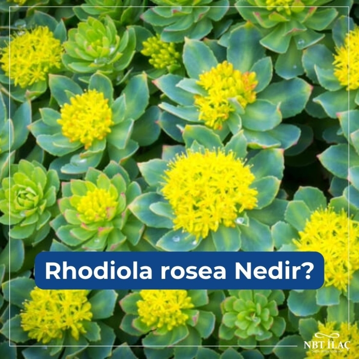 Родиола арктическая