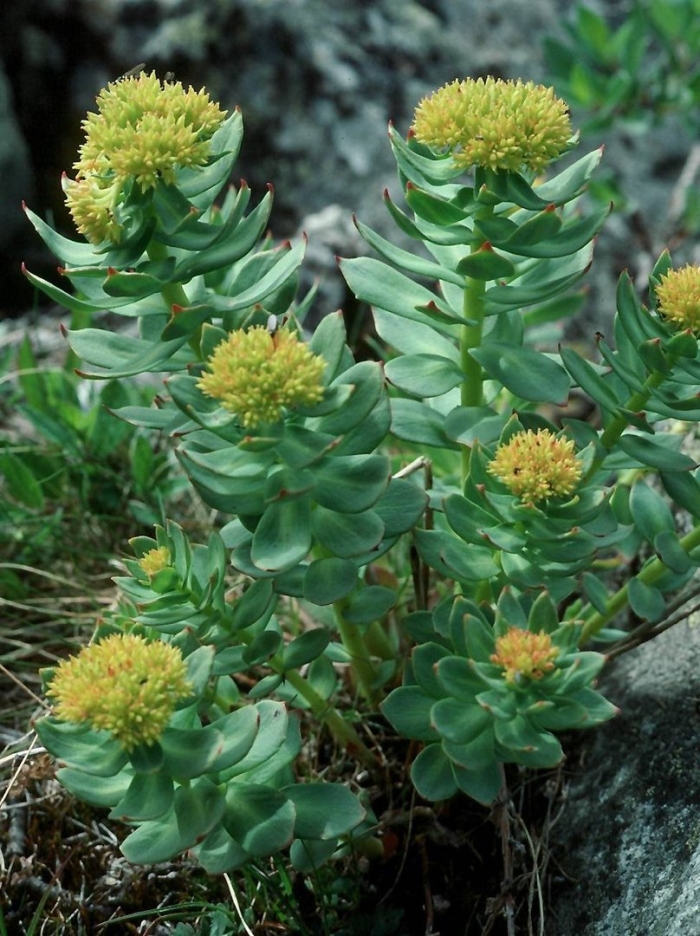Родиола розовая rhodiola rosea