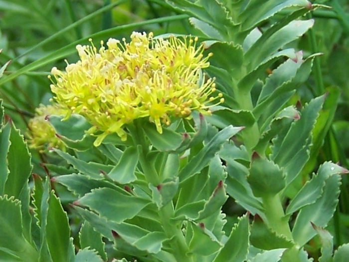 Родиола розовая rhodiola rosea
