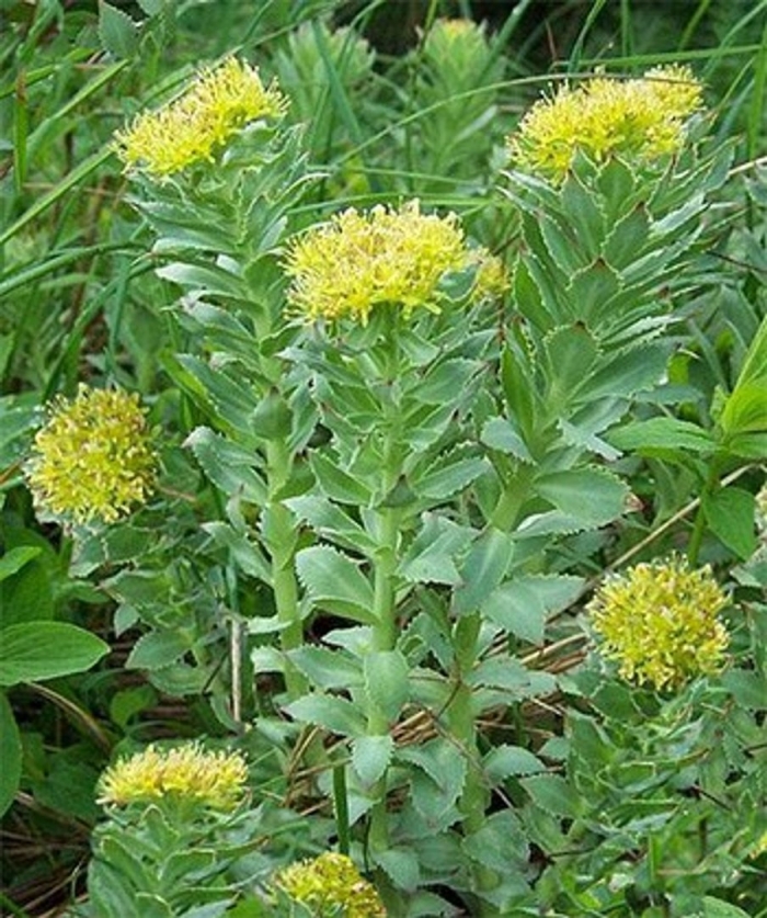 Родиола розовая rhodiola rosea