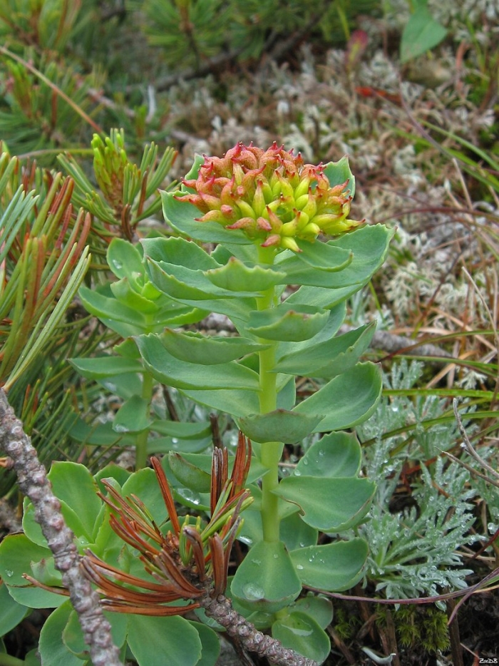 Родиола розовая - rhodiola rosea l.