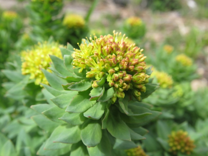 Родиола розовая rhodiola rosea