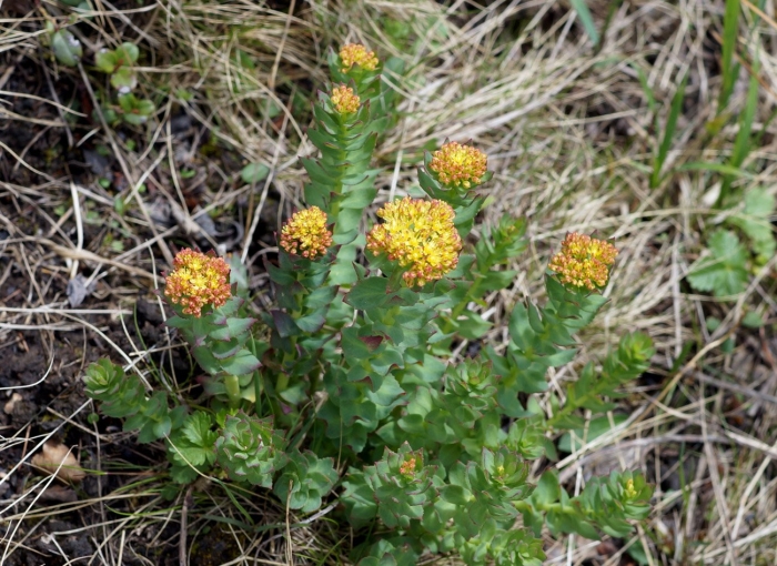 Родиола розовая rhodiola rosea