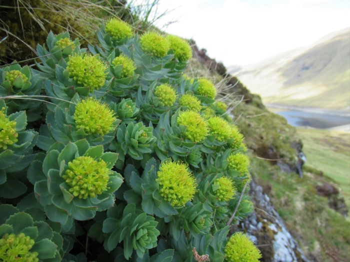 Золотой корень родиола