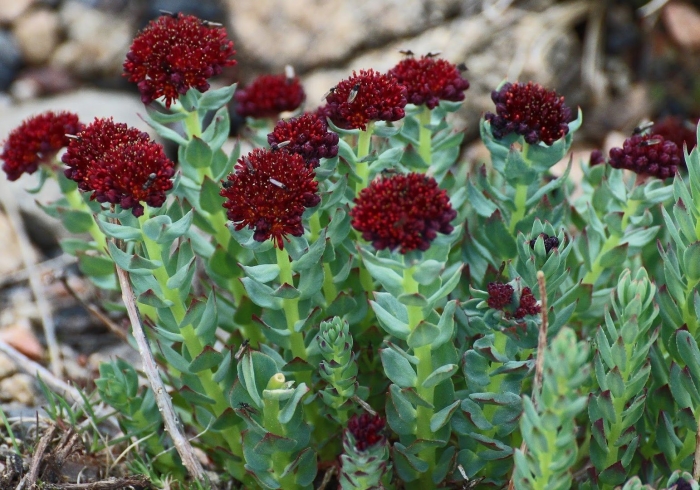 Rhodiola integrifolia
