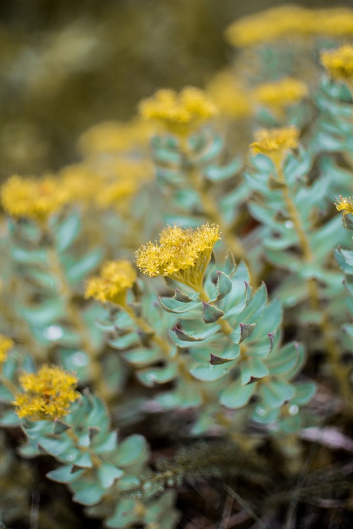 Родиола розовая rhodiola rosea