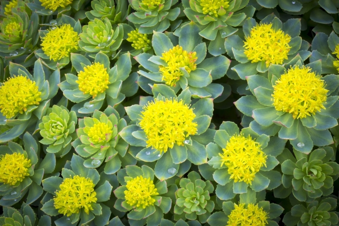 Родиола розовая rhodiola rosea