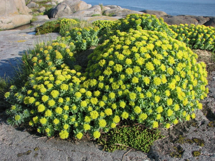Родиола розовая rhodiola rosea