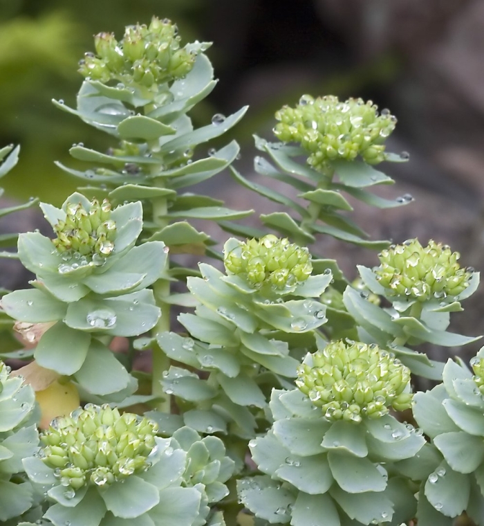 Родиола розовая rhodiola rosea
