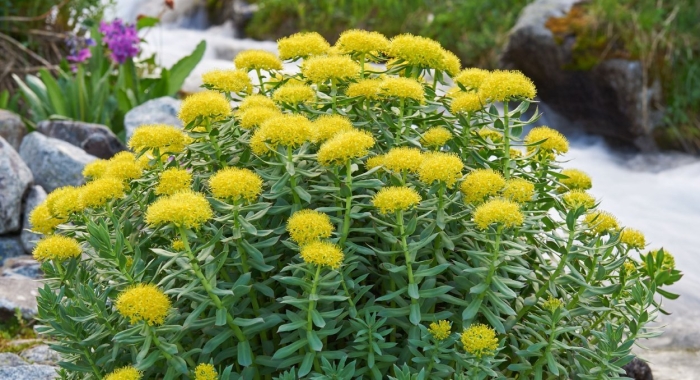 Родиола литвинова