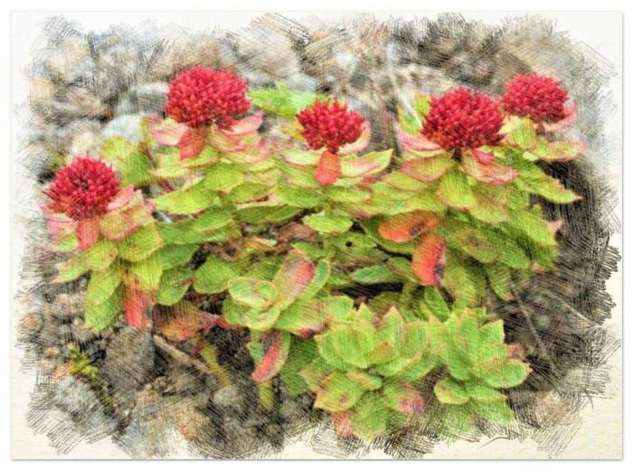 Родиола разнозубчатая