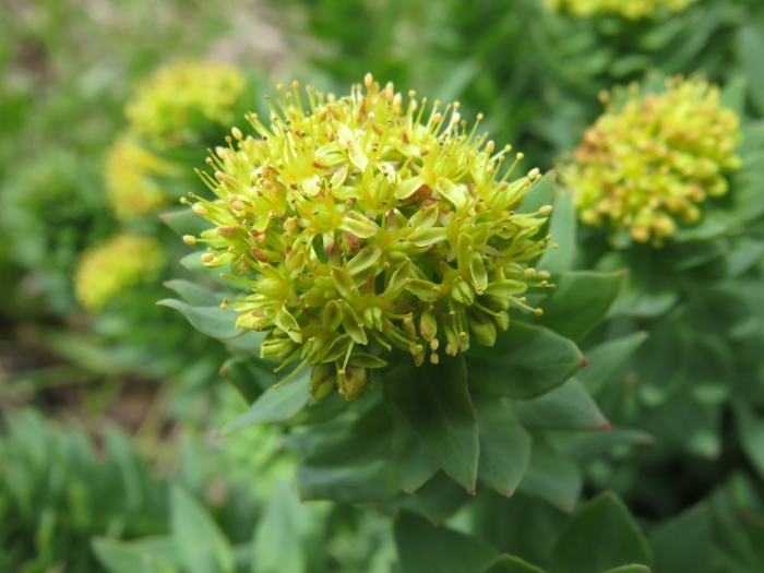 Родиола розовая rhodiola rosea