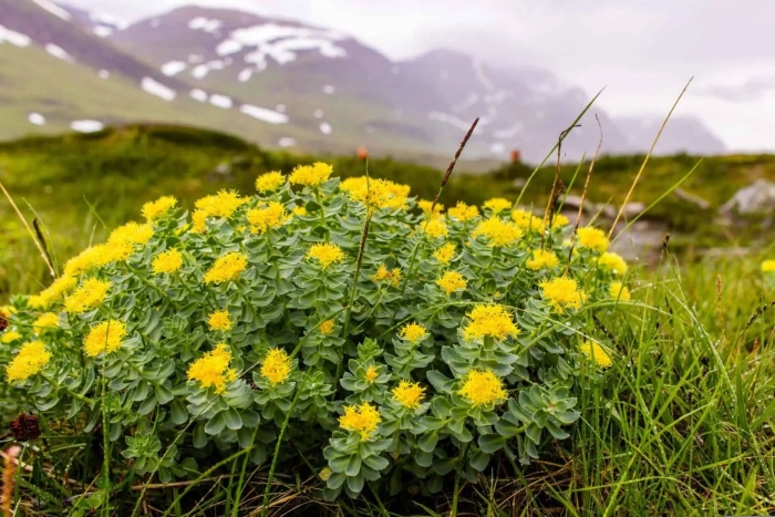 Родиола розовая rhodiola rosea
