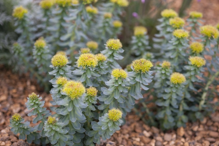 Родиола розовая rhodiola rosea