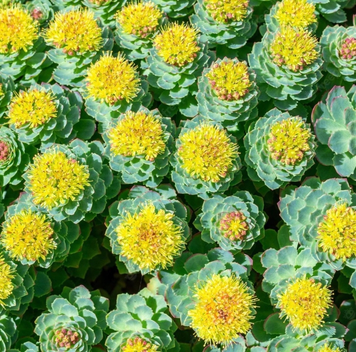 Родиола розовая rhodiola rosea