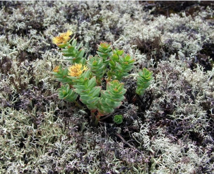 Родиола иремельская