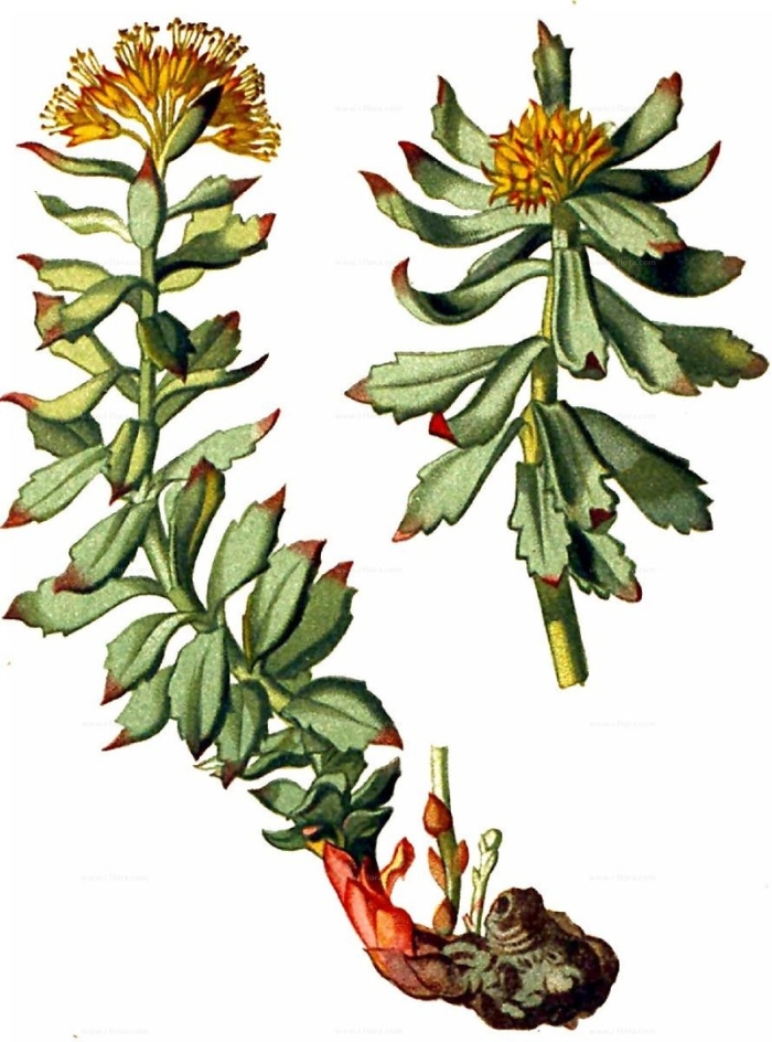 Родиола розовая фармакогнозия