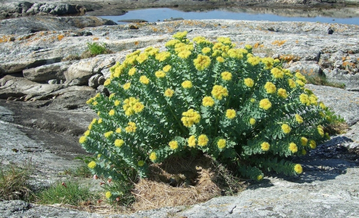 Родиола розовая rhodiola rosea