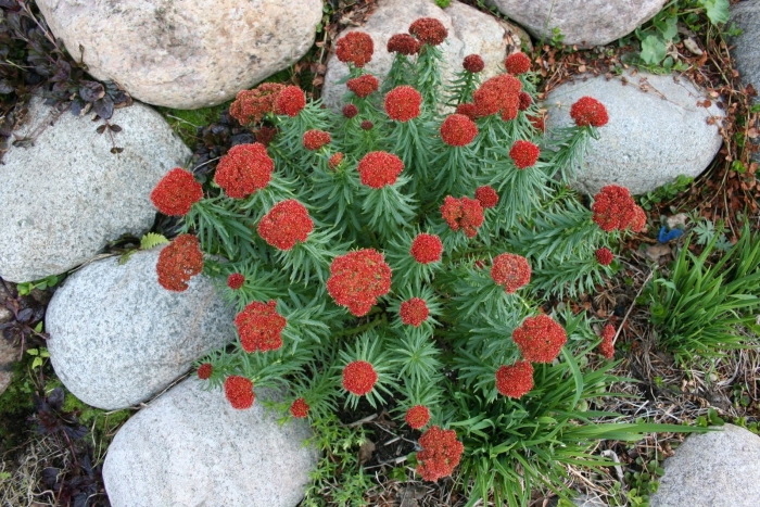 Rhodiola linearifolia