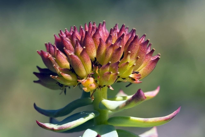 Родиола розовая rhodiola rosea