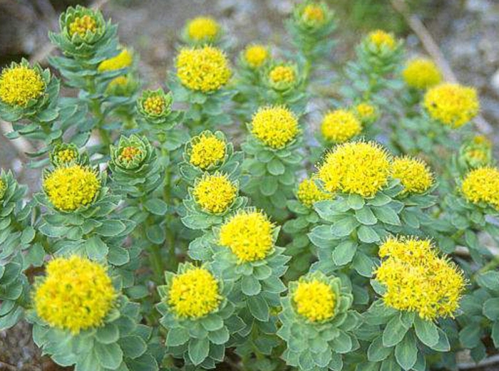 Родиола розовая толстянковые