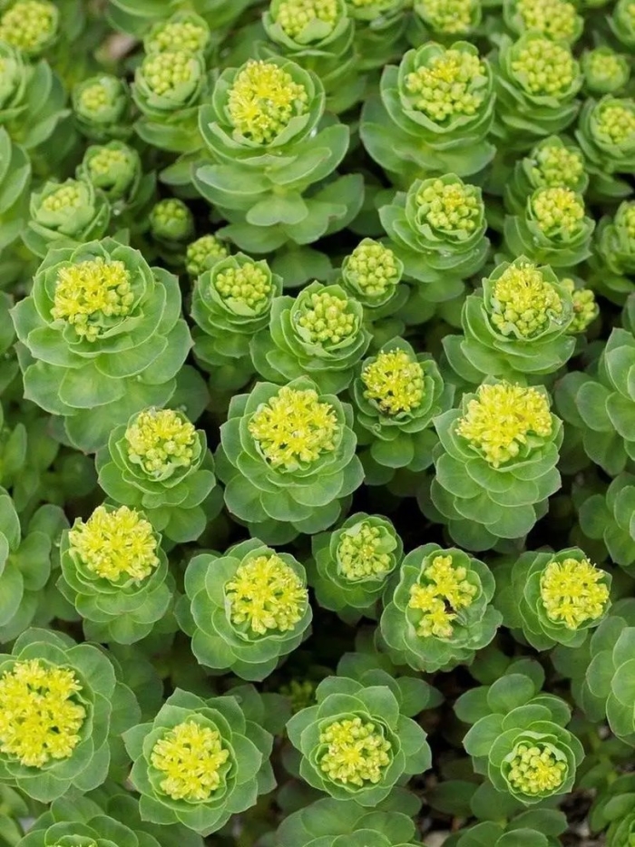 Молочай myrsinites