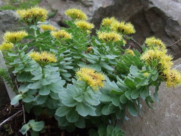 Родиола розовая rhodiola rosea
